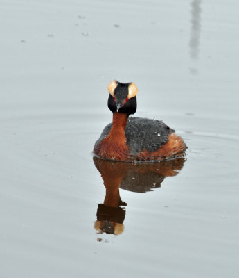Horned Grebe 