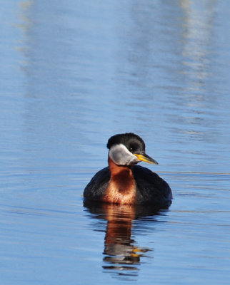 Red-necked Grebe 
