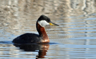 Red-necked Grebe 