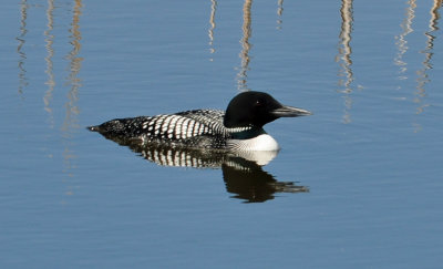 Common Loon 