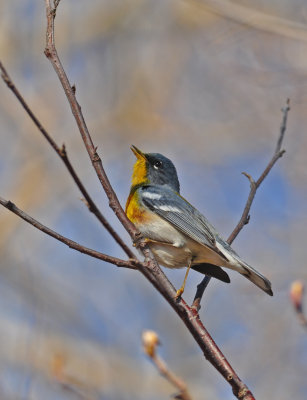 Northern Parula 