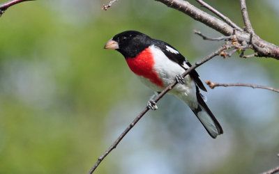 Rose-breasted Grosbeak 