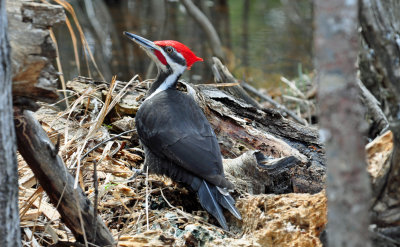Pileated Woodpecker 