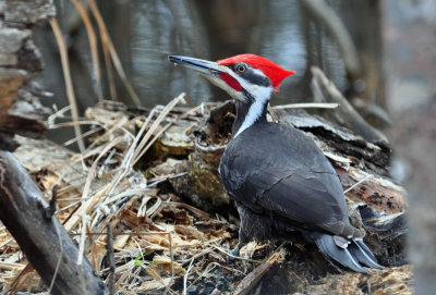 Pileated Woodpecker 