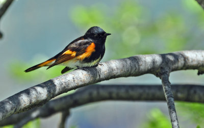 American Redstart 