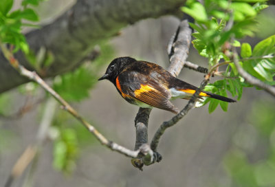 American Redstart 