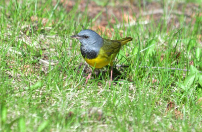 Mourning Warbler