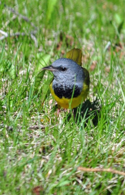 Mourning Warbler