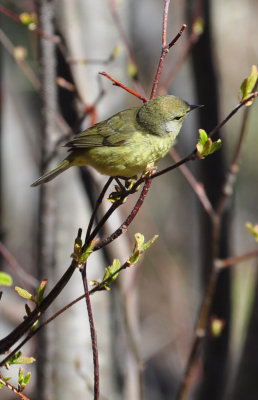 Orange-crowned Warbler 