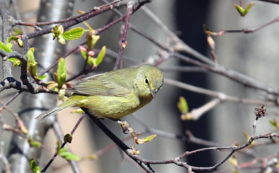 Orange-crowned Warbler