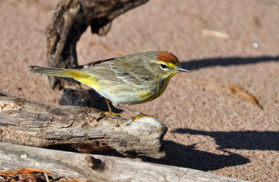 Palm Warbler 