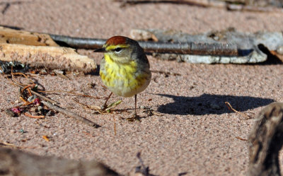 Palm Warbler
