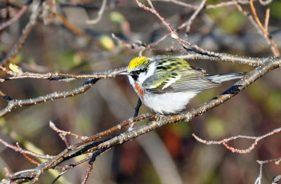 Chestnut-sided Warbler