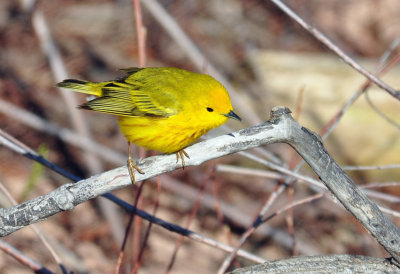 Yellow Warbler