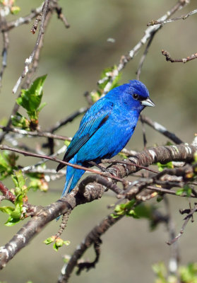 Indigo Bunting 