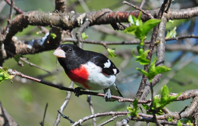 Rose-breasted Grosbeak