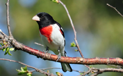 Rose-breasted Grosbeak 