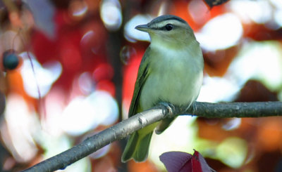 Mostly Birds and Insects