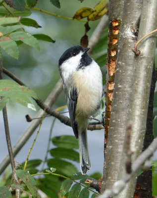 Black-capped Chickadee
