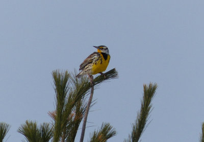 Eastern Meadowlark 
