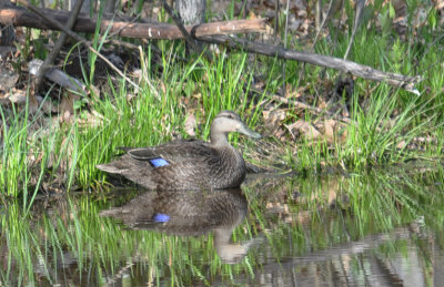 Black Duck  
