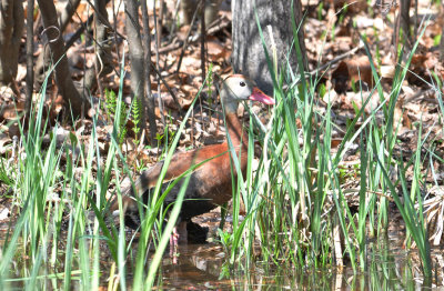 Black-bellied Whistling Duck  