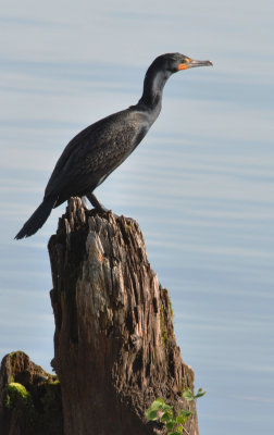 Double-crested Cormorant  