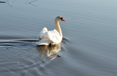 Mute Swan  
