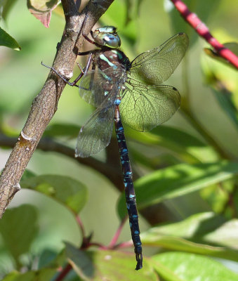 Shadow Darner