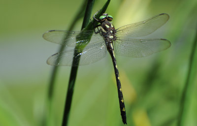 Arrowhead Spiketail 