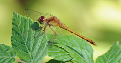 Autumn Meadowhawk  
