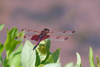 Calico Pennant 