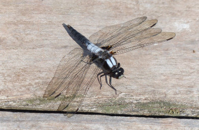 Chalk-fronted Corporal