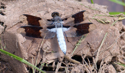 Common Whitetail 