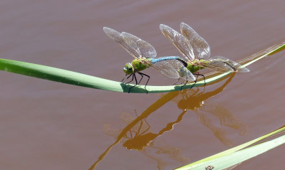 Common Green Darner 