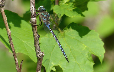 Canada Darner 