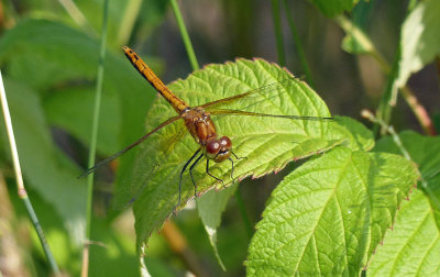 Saffron-winged Meadowhawk 