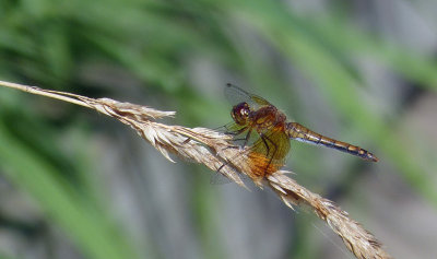 Band-winged Meadowhawk 