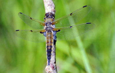 Four-spotted Skimmer