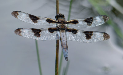 Twelve-spotted Skimmer 