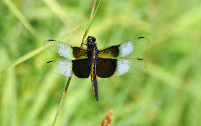 Widow Skimmer 