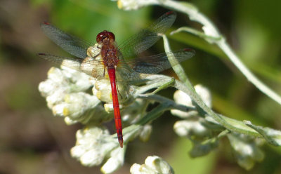 Autumn Meadowhawk 