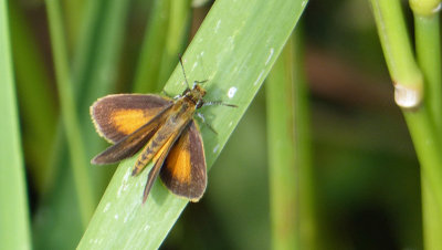 Least Skipper