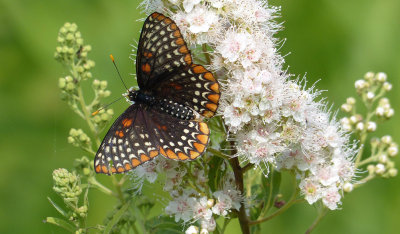 Baltimore Checkerspot 