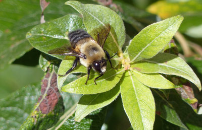 Bee  09-22-14