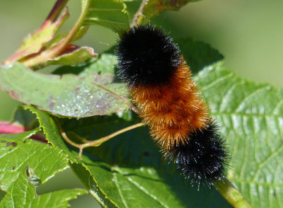 Isabella Tiger Moth Wooly Bear 