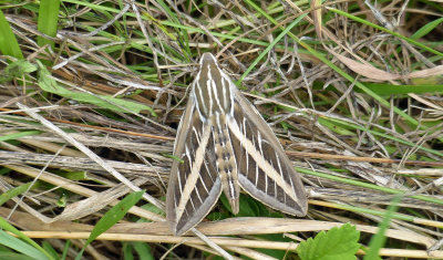 White-lined Sphinx Moth 