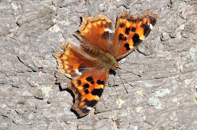 Compton Tortoiseshell 
