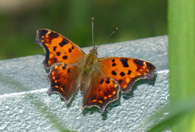 Eastern Comma