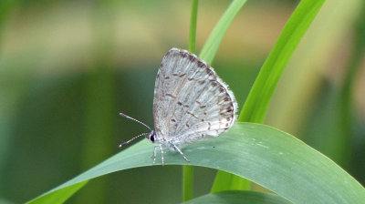 Summer Azure 